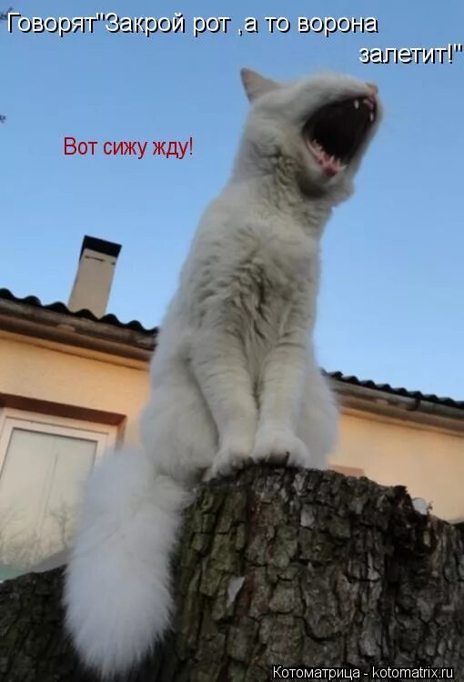 Котенок ждет у окна. Я дома сижу жду. Жду картинки смешные. Я дома сижу жду. Прикольный компьютер.