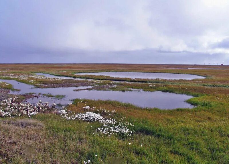 болота тундры. мурманск болота. болота на полуострове таймыр. заболоченная тундра. заболоченная тундра.