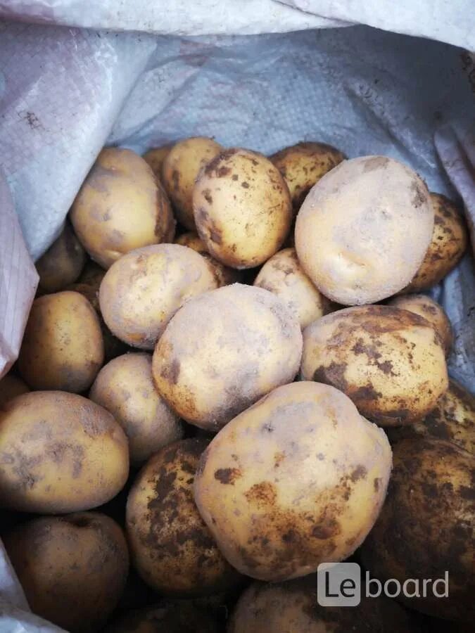 Срок созревания картофеля сорта коломбо. Сорт картофеля коломбо. картофель семенной коломбо. картофель ранний коломбо. сорт картошки коломбо.