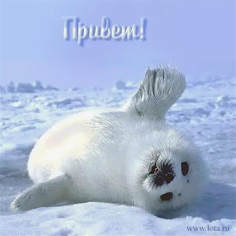 Байкальская нерпа белек. Гренландский тюлень нерпа. Белёк детеныш тюленя. Белёк детеныш нерпы. Белек гренландского тюленя.