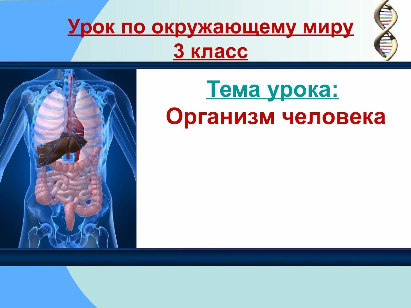 В какой строчке только органы человека. Окружающий мир 3 класс тема организм человека. организм человека 3 класс. организм человека 3 класс окружающий мир. тема урока организм человека.