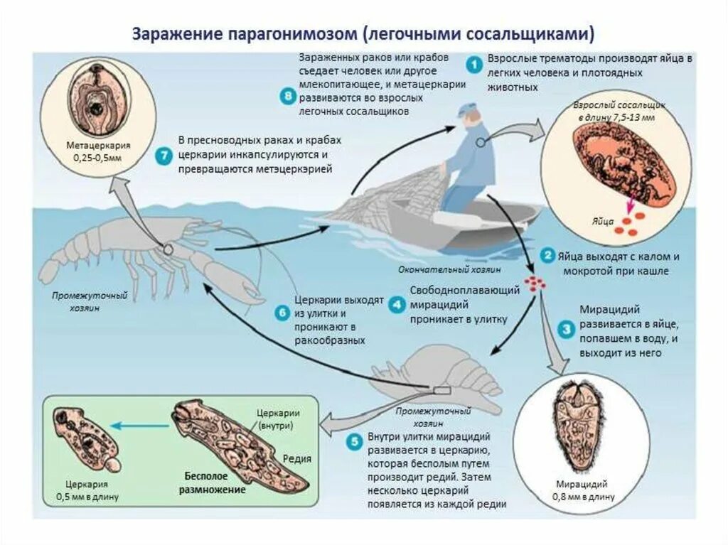 Среди позвоночных животных известны случаи заразного рака. Жизненный цикл легочного сосальщика. Цикл развития легочного сосальщика. Цикл развития Paragonimus westermani. Paragonimus westermani жизненный цикл.