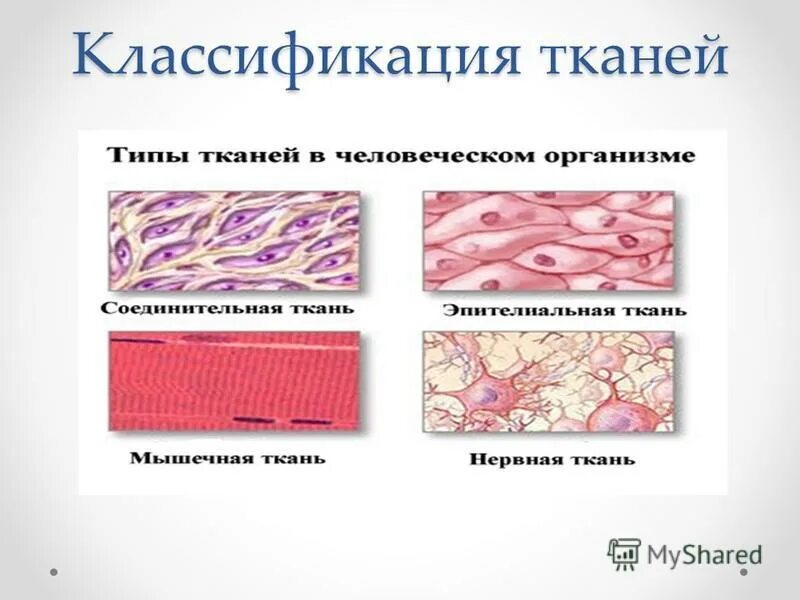 Происхождение мышечной ткани