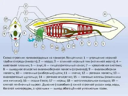 Глаза гессе