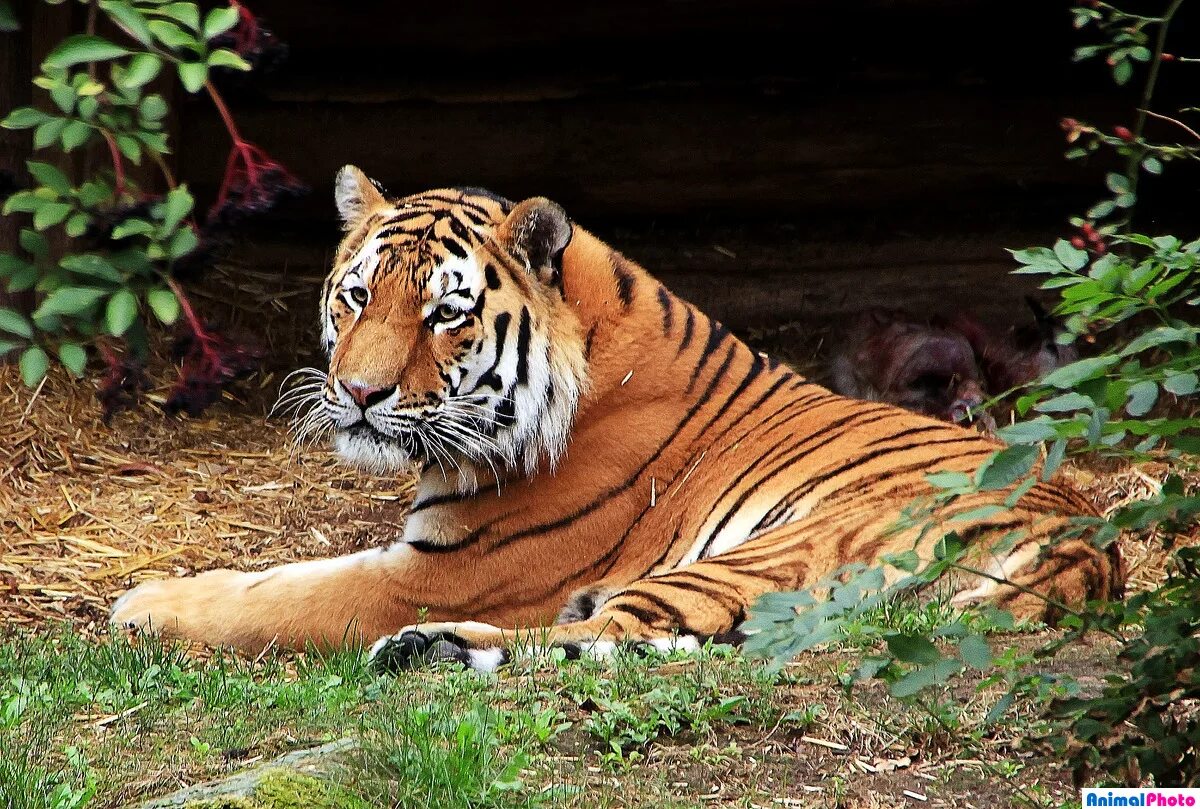 Pin de Robert Elliott en Tigers Animales peligrosos, Fotos de animales salvajes,