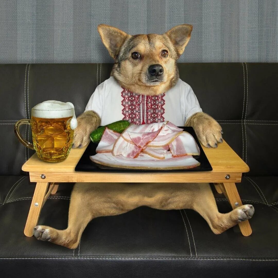 Сладости для собак. Смешная собака ест. Еда для собак. Собака кушает. Обед собака.