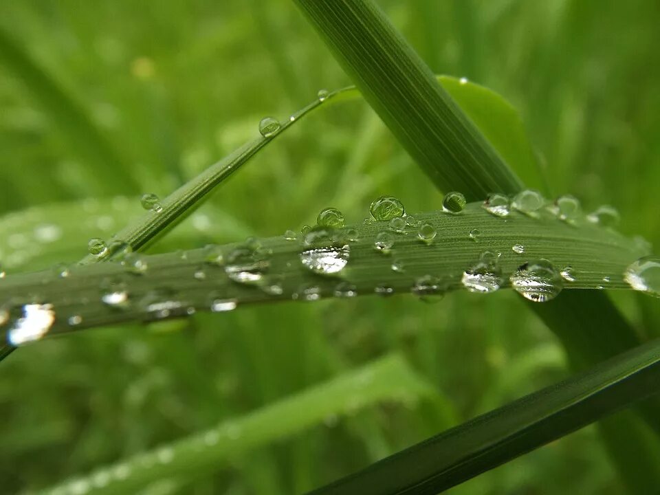 Free Images : drop, dew, sun, lawn, sunlight, leaf, flower, petal, green, botany