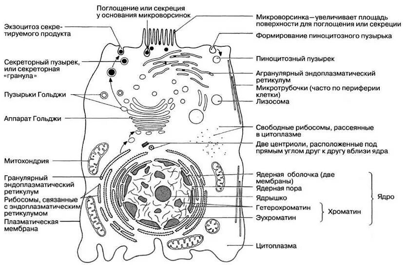 Клетка иерархия