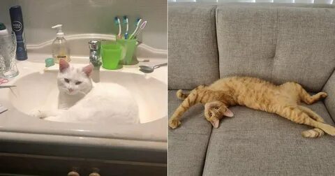 Мой кот кот кот когда был
