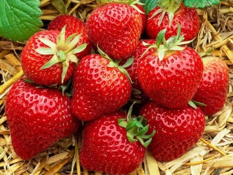 Земляника Флоренс купить в Москве по цене 0 руб. с доставкой ★ Интернет-магазин 