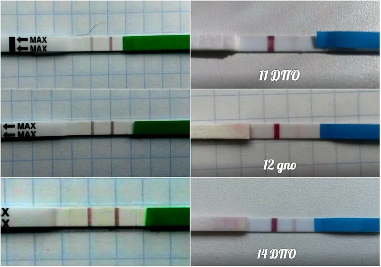Тест на овуляцию перед месячными. Тест на овуляцию и беременность. Тест на овуляцию при беременности. Тест на овуляцию показывает беременность. Положительный результат теста на овуляцию.