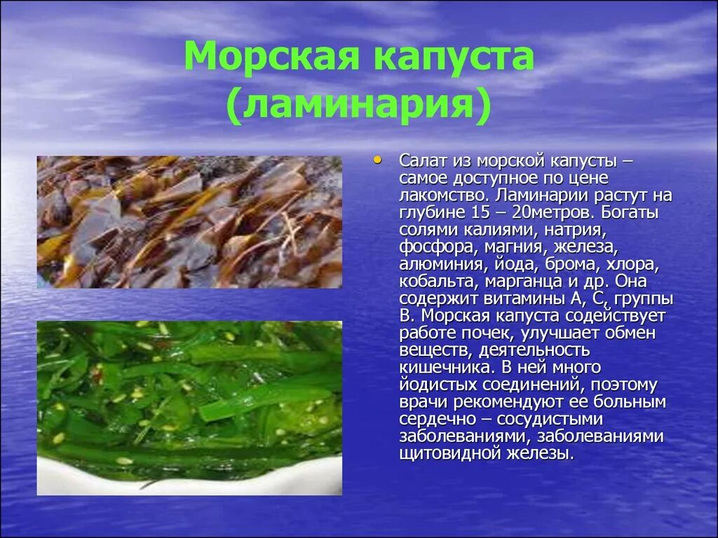 Какая водоросль дает. Морская капуста ламинария. Съедобная бурая водоросль, "морская капуста". Бурые водоросли ламинария. Ламинария или морская капуста.