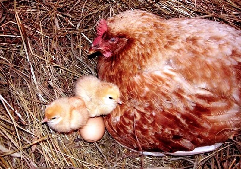 Сколько дней курица высиживает цыплят. Наседка курица высиживает яйца. Наседка Кучинская Юбилейная. Куры несушки наседки. Куры и цыплята.