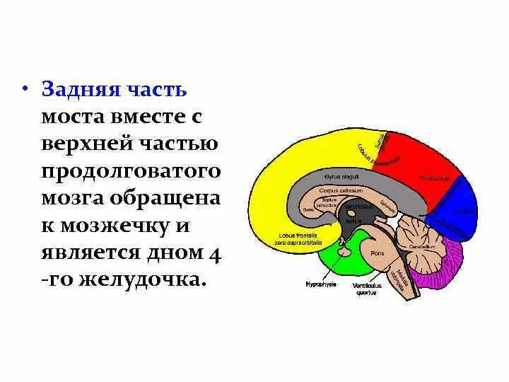 Физиология заднего мозга. Задний мозг. Продолговатый и задний мозг соответствует. Задний мозг граничит с продолговатым. Задний мозг полость