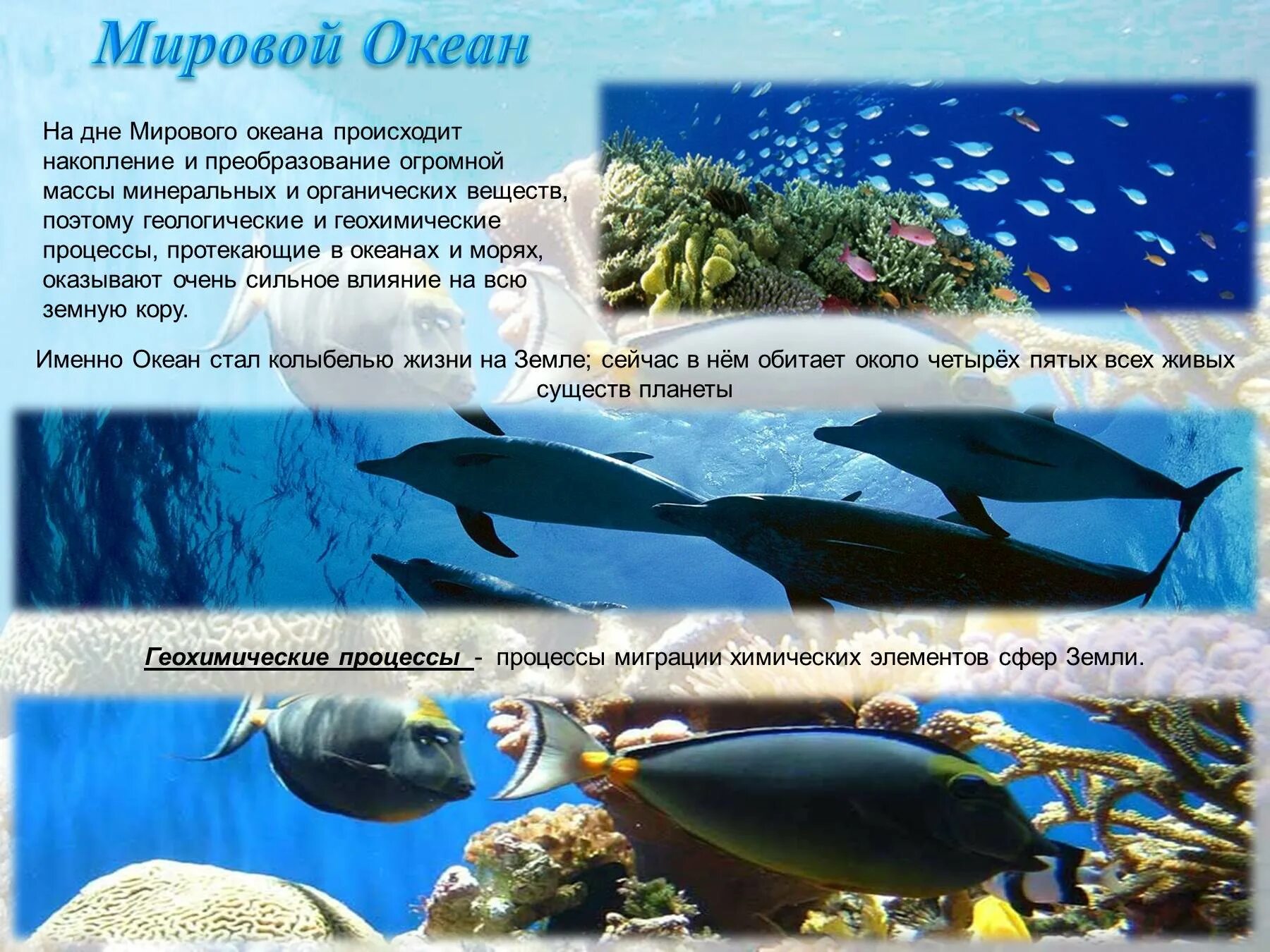 Жизнь в океане доклад 6 класс география. Мировой океан презентация. Интересные факты о морях и океанах. Интересные факты о мировом океане. Интересные факты о океанов и морей.