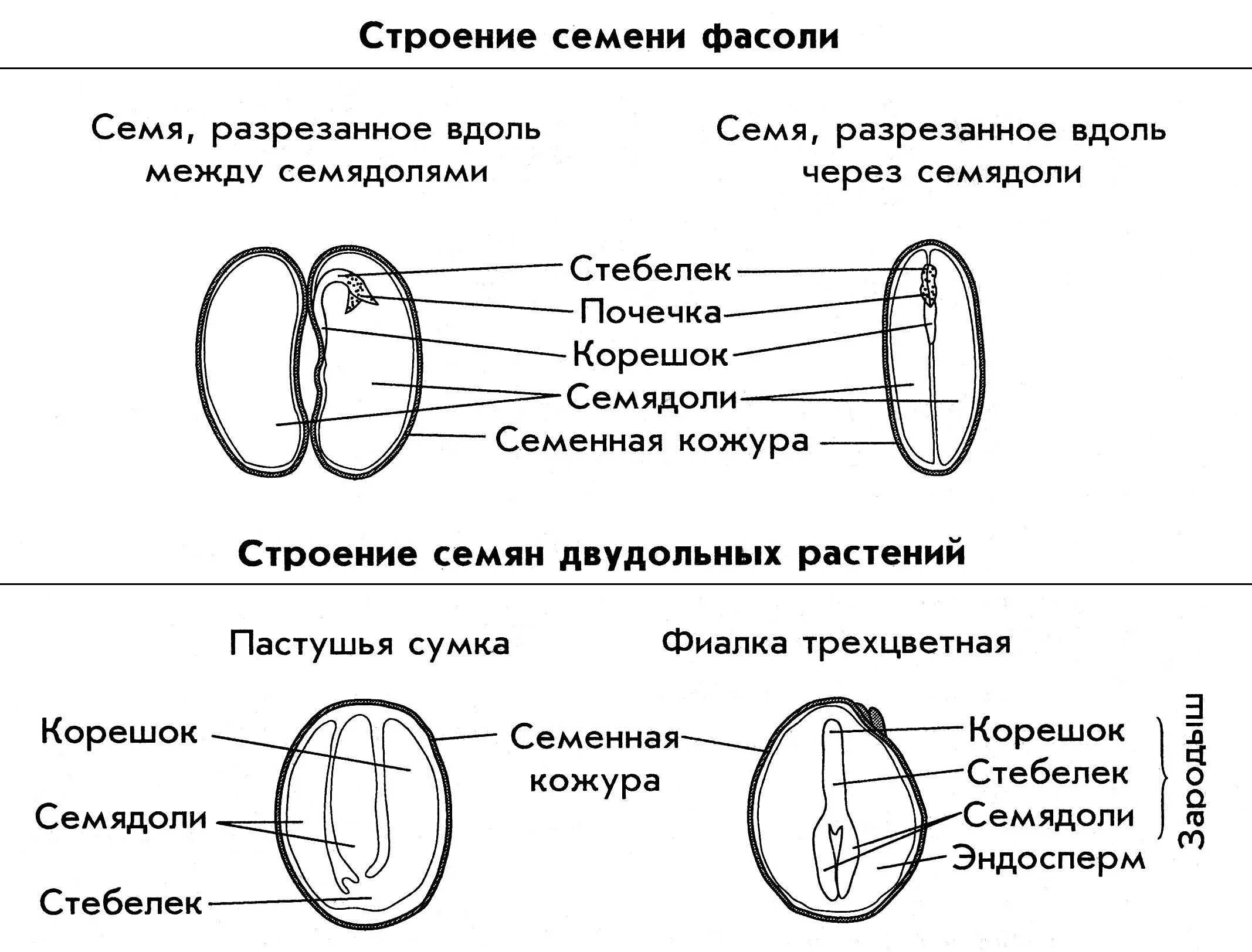 Рассмотрите рисунок семени какая структура. Строение семени двудольного растения. Строение семени двудольного растения фасоли. Строение семян однодольных и двудольных растений. Строение семени однодольных и двудольных.