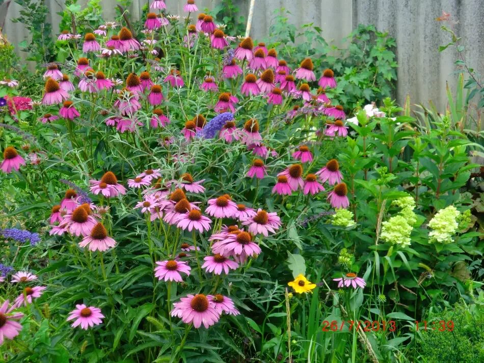 Корневище эхинацеи. Эхинацея пурпурная (echinacea purpurea). Эхинацея аляска. Эхинацея ранней весной. Эхинацея деление куста весной.