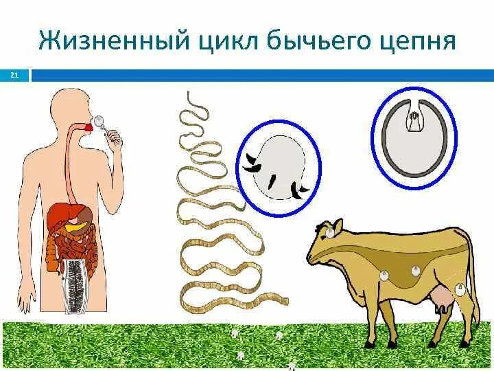 Может ли человек заразиться бычьим цепнем. Цикл развития бычьего цепня схема. Цикл развития бычьего цепня биология. Цикл развития бычьего цепня рисунок. Цикл размножения бычьего цепня.