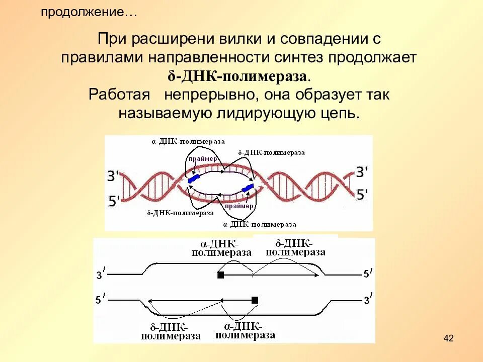 Полимеразы прокариот. Строение ДНК полимеразы. РНК полимераза репликация. ДНК полимераза типы. Функции ДНК полимеразы.