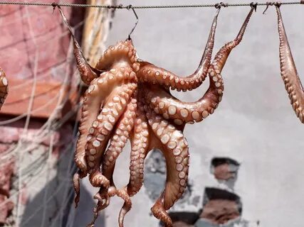 Кальмар щупальца