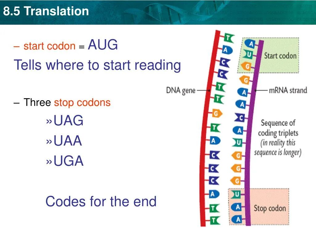 Кодон. Стоп кодоны. Aug кодон. Старт кодон ДНК. Be quickly перевод