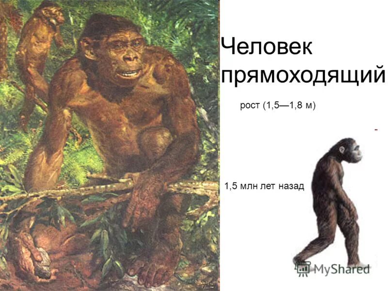 Человек умелый. Человек через 3 млн лет. Человек через 3 млн лет. Человек умелый человек прямоходящий. Человек прямоходящий рост.