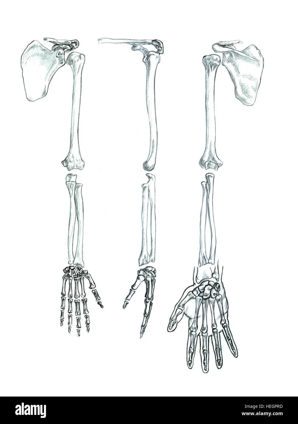 Скелет верхней конечности рисунки. Скелет руки. Скелет руки анатомия. Скелет верхней конечности. Скелет человеческой руки.