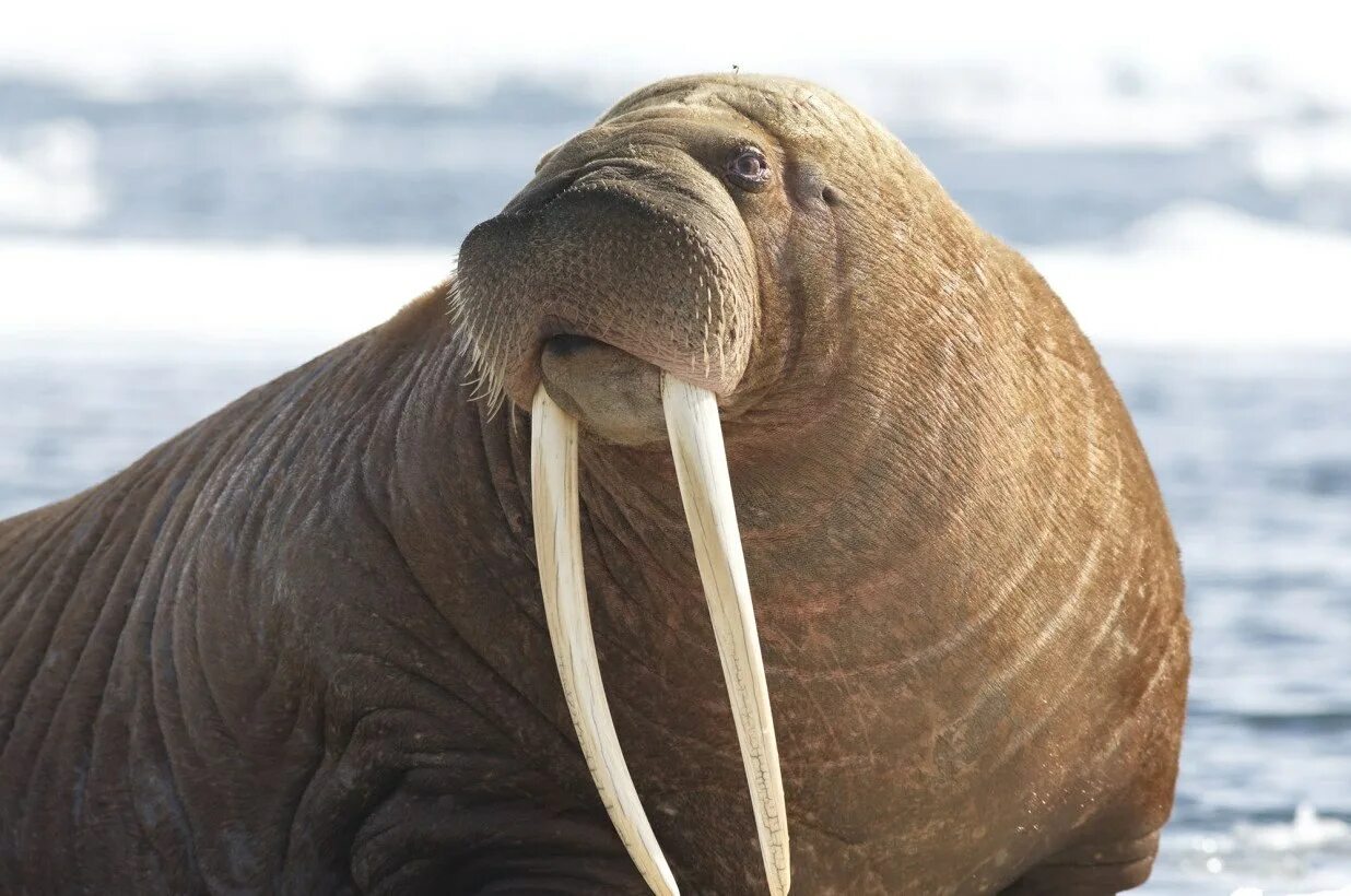 Изображение моржа