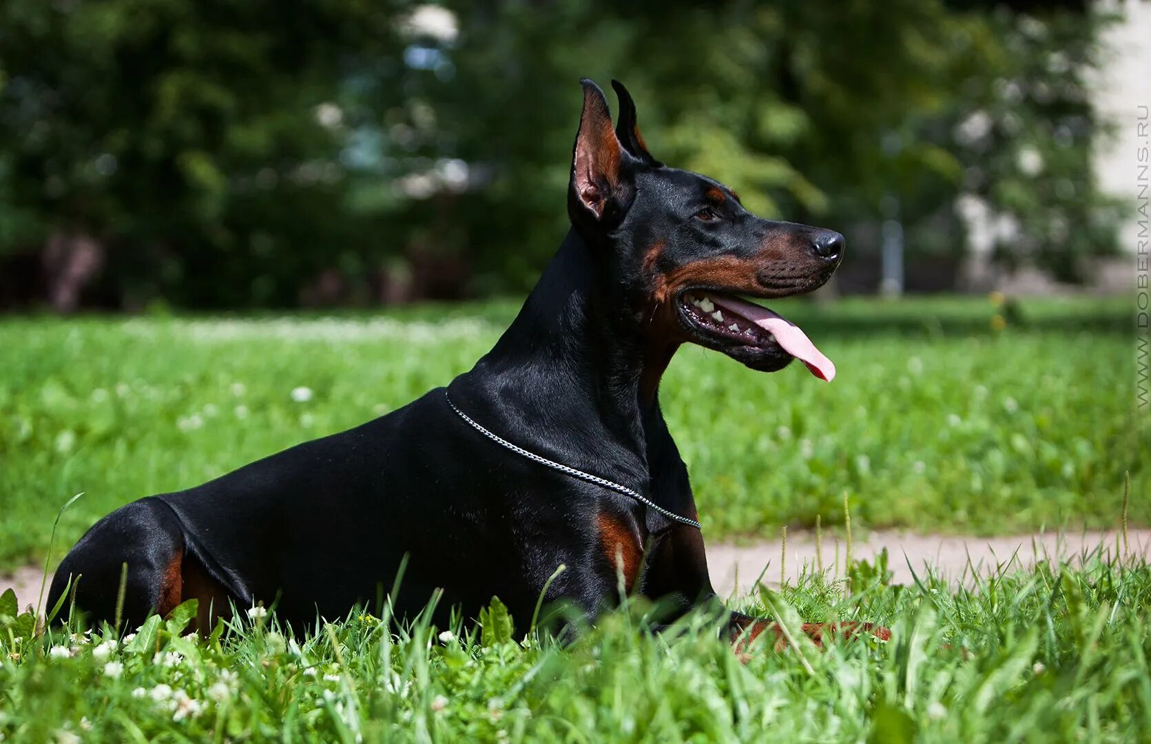 Доберман пинчер. Sant kreal nord. Доберман коричневый. Доберман 4k. Порода доберман-пинчер.