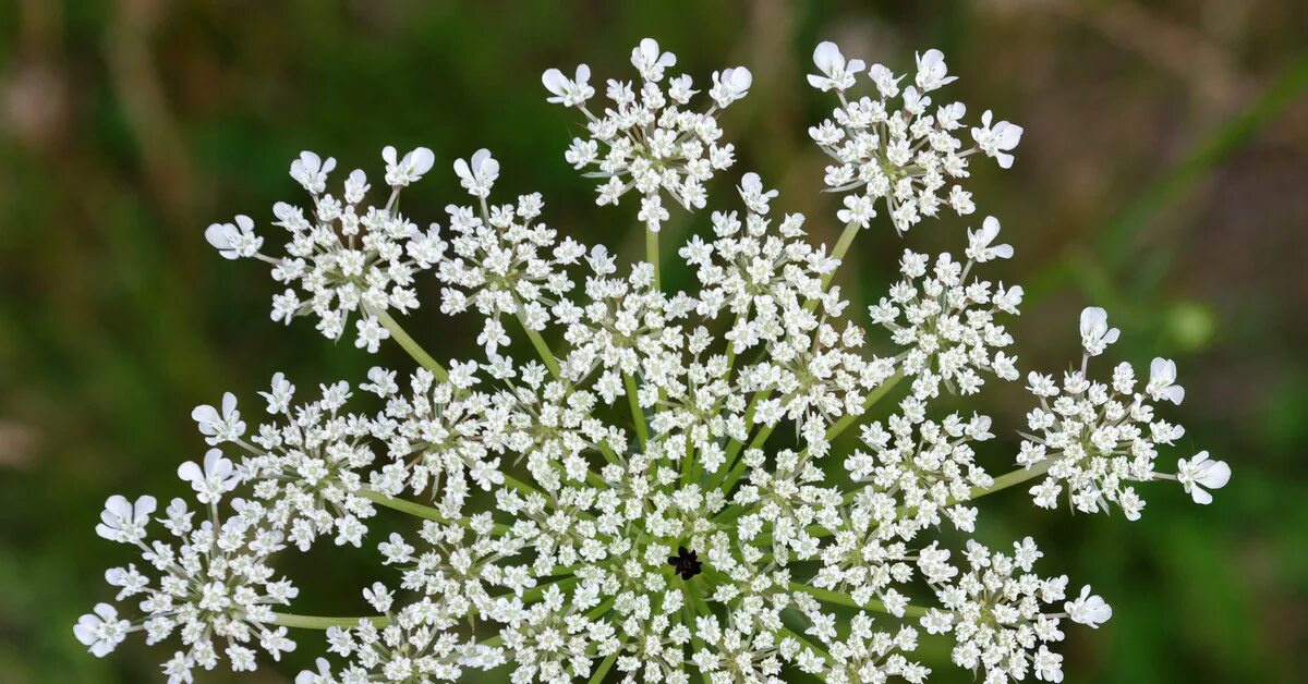 Морковь Дикая (Daucus carota). Морковник цветет. Дикая морковь, морковник. Анис обыкновенный соцветие. Соцветие зонтик морковь