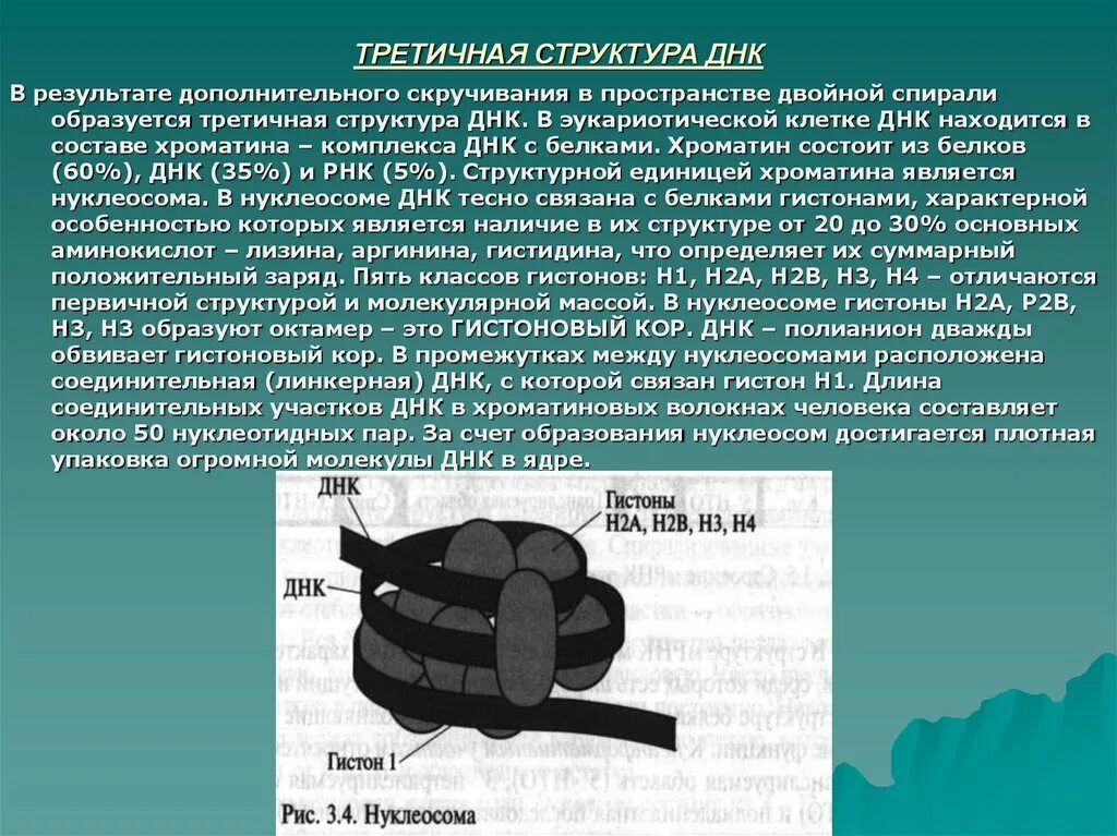 Связана с белками гистонами. Третичная структура ДНК У эукариот. Третичная структура ДНК нуклеосома это. Третичная структура структура ДНК. Третичная структура ДНК строение.