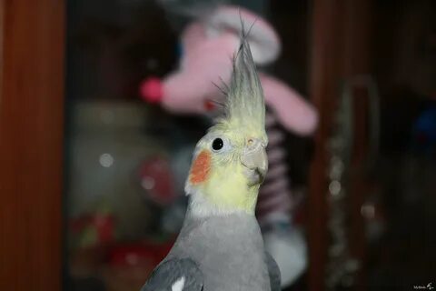 Корелла агрессивный