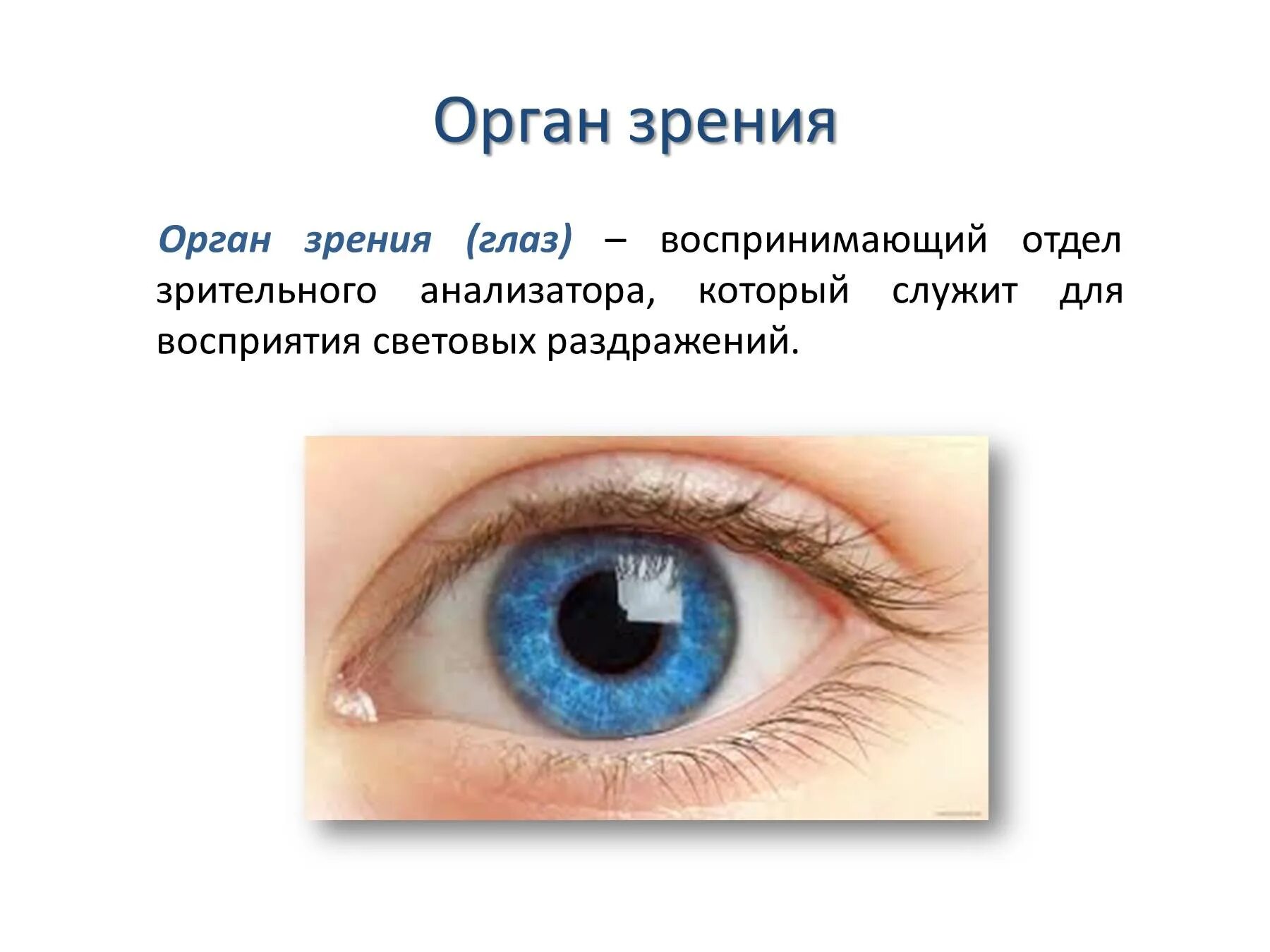 Глаза это орган чувств. Орган зрения. Глаза орган зрения. Глаз-орган зрения презентация. Орган зрения презентация.