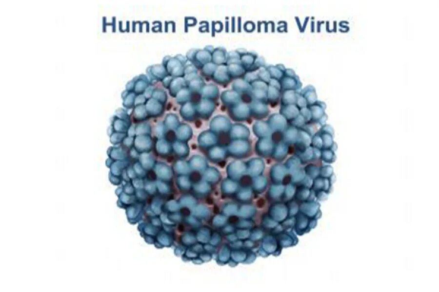 Papilloma virus. Остроконечных кондилом и генитальных бородавок.