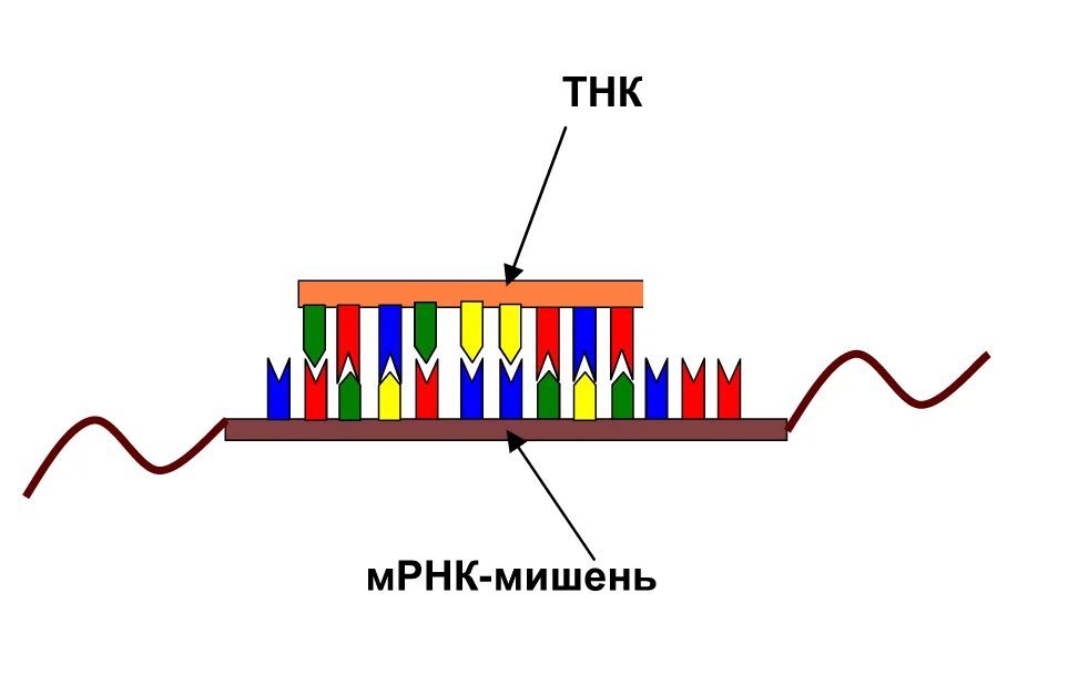 Строение МРНК. МРНК схема. Матричная и информационная РНК. Образование МРНК.