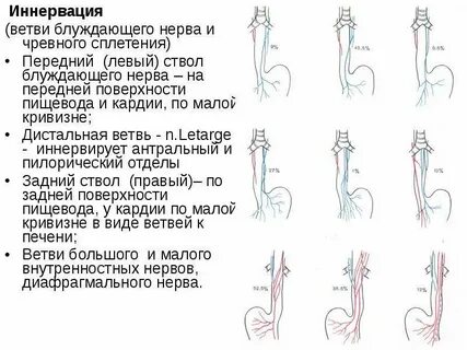 Иннервация нервов