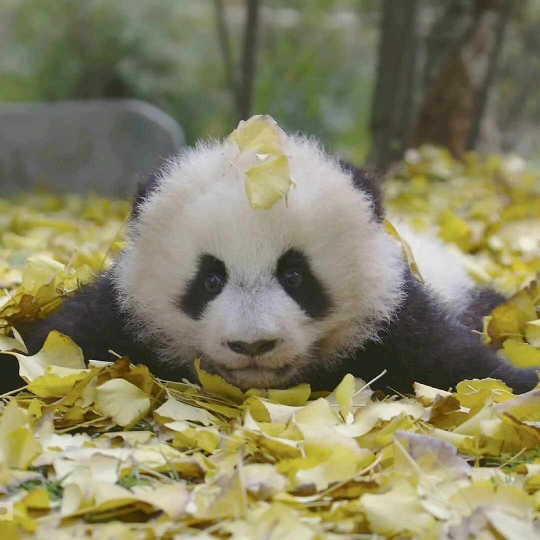Австралийская Панда. Милая Панда. Осенняя Панда. Картинка милой панды