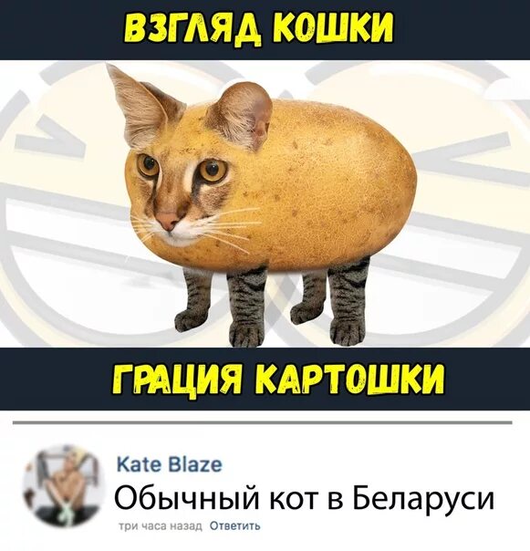 Что значит грация кошки. Кошка картошка. взгляд кошки грация картошки. кот картошка мем. взгляд кошки ловкость картошки.