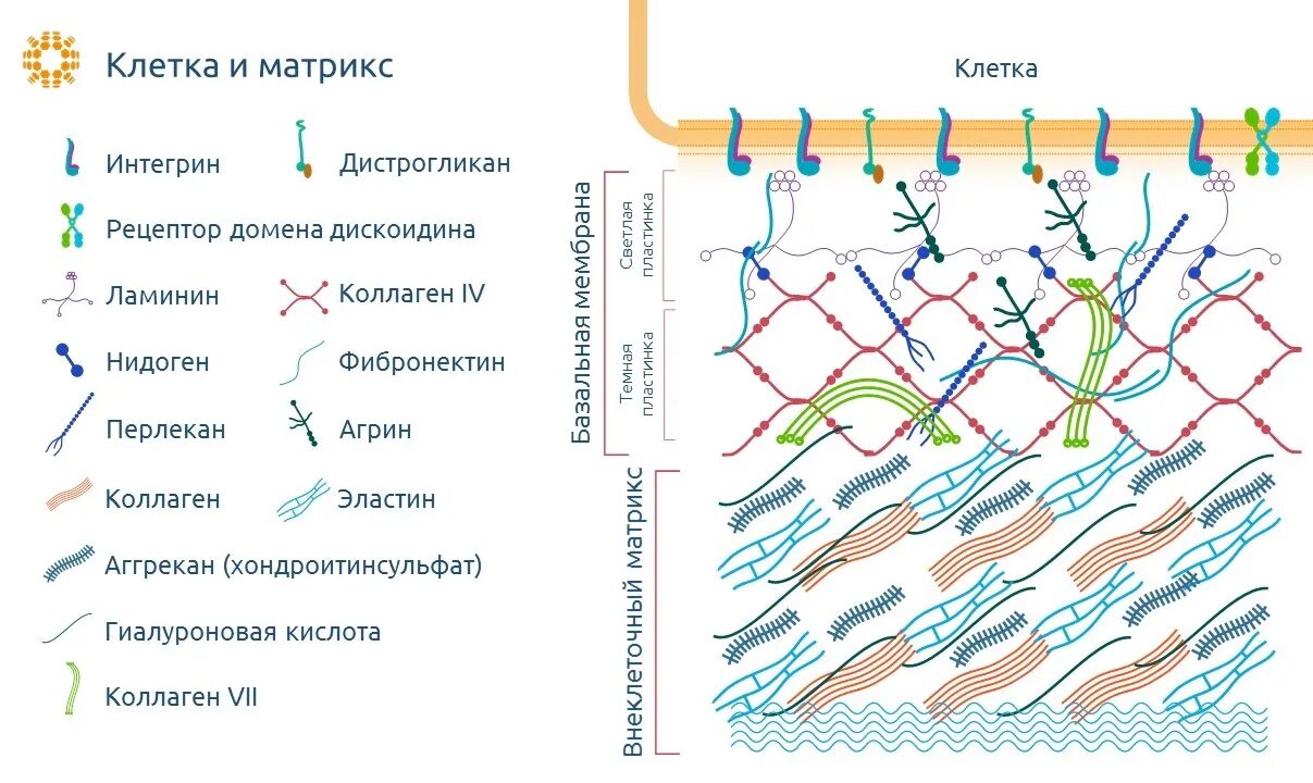 Строение внеклеточного матрикса. Состав межклеточного матрикса дермы. Внеклеточный Матрикс и базальная мембрана. Строение базальной мембраны коллаген.