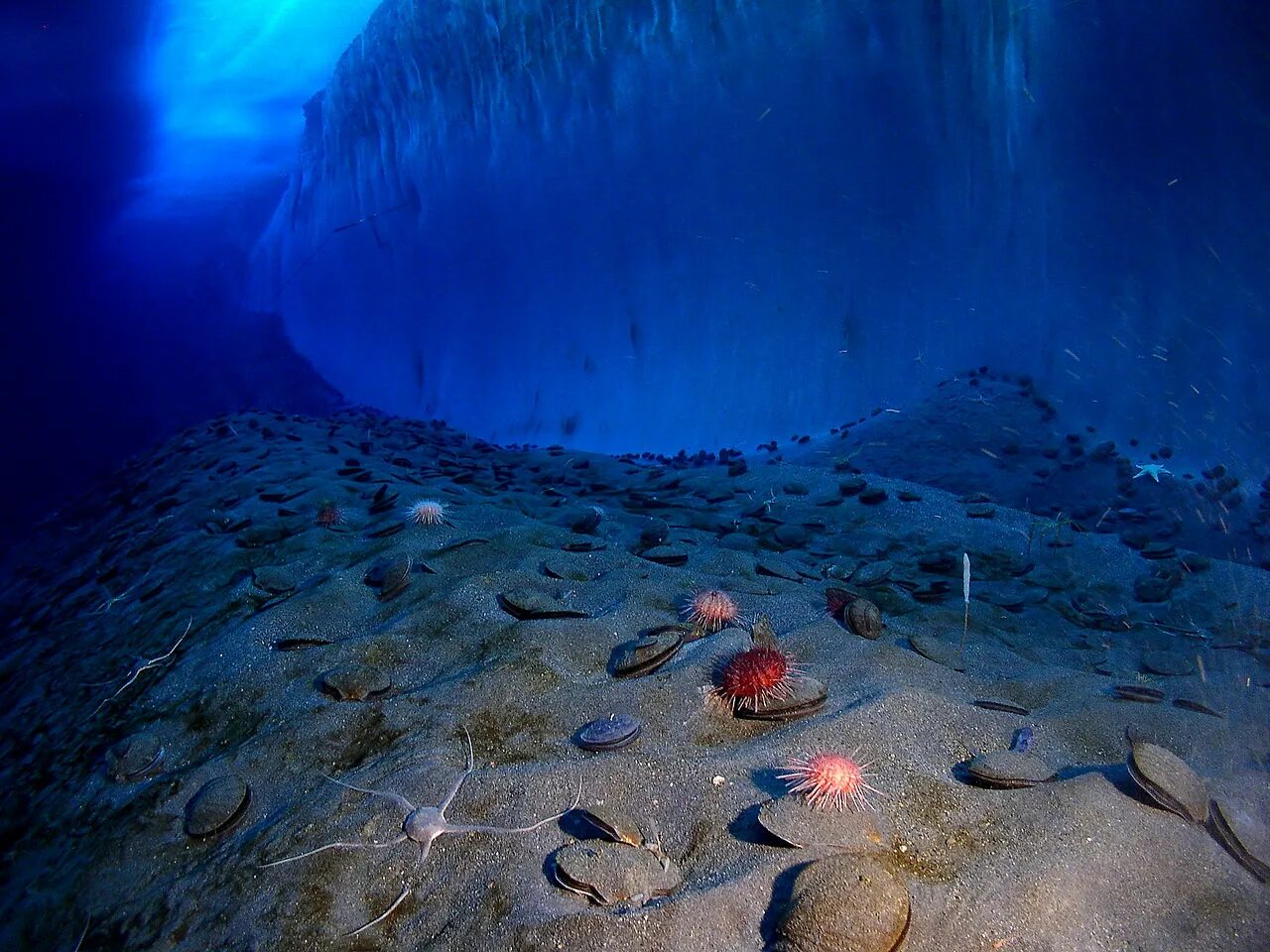 Мир подводной глубине. Дно Северного Ледовитого океана. Морское дно. Дно океана. Дно моря.