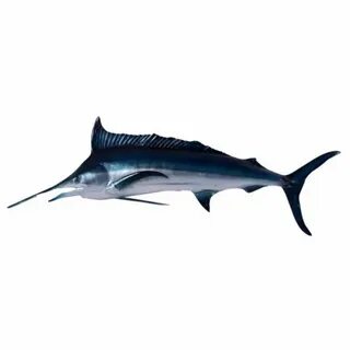Black marlin