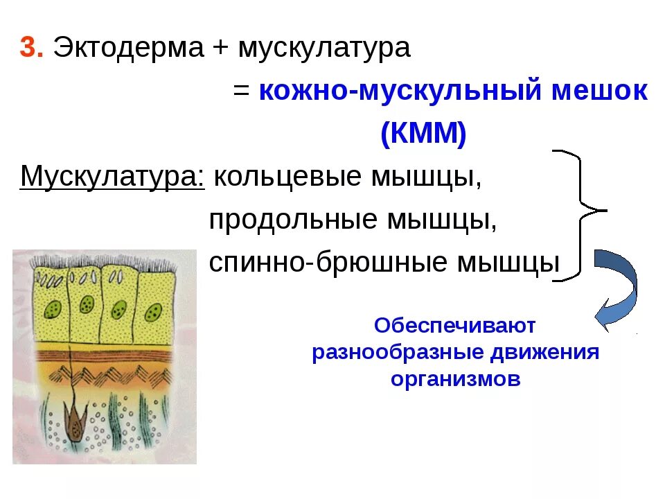 Строение кожно мускульного мешка плоских червей. Плоские черви строение кожно мускульного мешка. Кожно мышечный мешок у плоских червей. 3 Слоя мышц у плоских червей. Мускульный мешок круглых червей