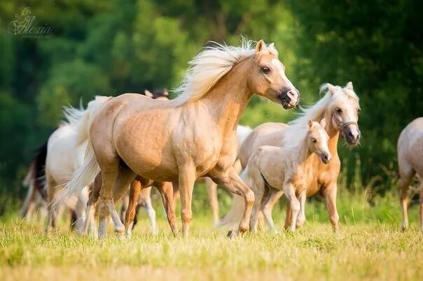 Horse family