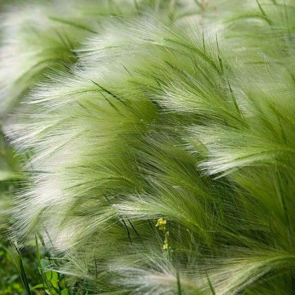 Ковыль гривастый. Ковыль трава Степная. Ковыль перистый растение. Stipa Rubens ковыль.