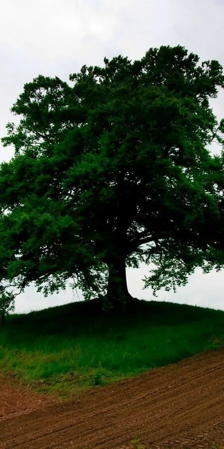 Дерево в долине триумфа sky. Одинокое дерево в поле. Силуэты тропических деревьев. Опустынивание в сахеле. Дерево земляничник мелкоплодный.