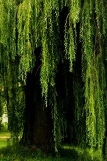 Плакучее дерево