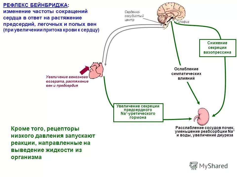 Схема рефлекса Бейнбриджа физиология. Схема рефлекторной дуги рефлекса Бейнбриджа. Рефлекс Бейнбриджа схема дуга. Рефлекс с рецепторов растяжения предсердий и коронарных сосудов. Центр безусловно рефлекторной регуляции кровяного