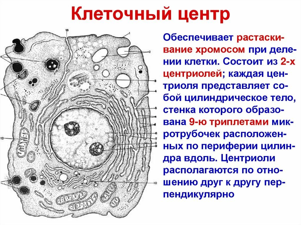 Клетка клеточный центр рисунок. Клеточный центр. Цитология строение клетки. Строение клетки центра.