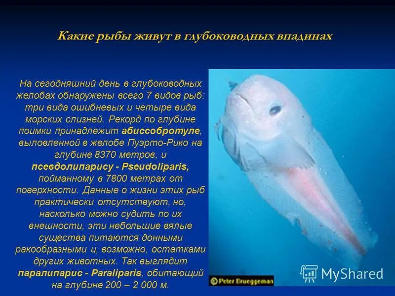 какие рыбы обитают на глубине. глубоководные обитатели марианской впадины. длиннорогий саблезуб (anoplogaster cornuta). рыбы на глубине океана. какие рыбы обитают на глубине.