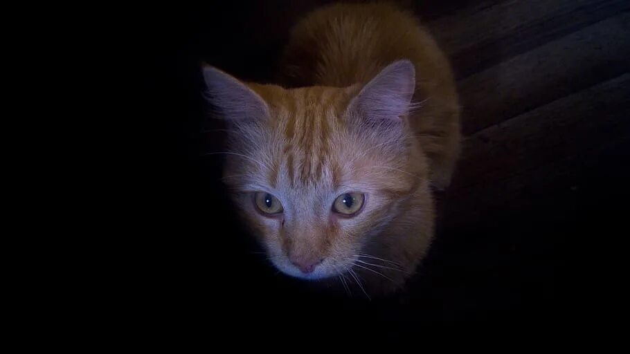 Кот в темноте. Кошка в темноте. Кошка со светящимися глазами. Светящиеся кошачьи глаза. Dark pets